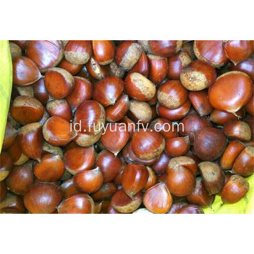 Hotsale Chestnut dengan Selera yang Baik